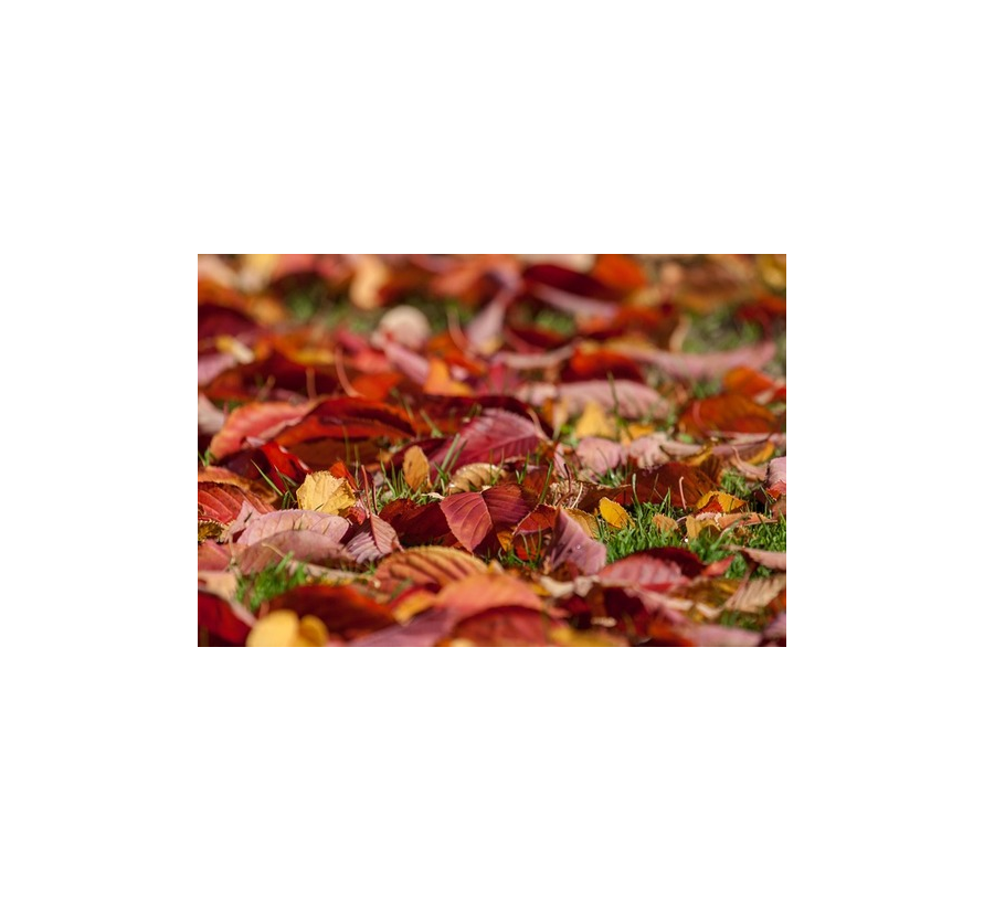 Cómo preparar tu jardín para el otoño: poda, abonado y limpieza